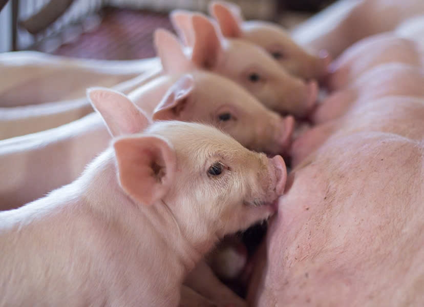 Giá heo hơi hôm nay, giá heo hơi 2/12/2025, giá heo hơi miền Bắc, giá heo hơi miền Nam, giá heo hơi miền Trung, thị trường heo hơi