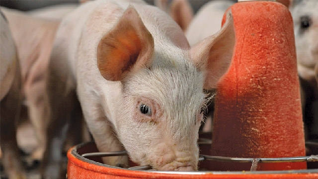 giá heo hơi 3/12/2025, giá heo hơi hôm nay, thị trường heo hơi, heo hơi miền Bắc, heo hơi miền Trung, heo hơi miền Nam