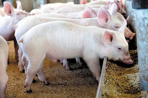 giá heo hơi 3/12/2025, giá heo hơi hôm nay, thị trường heo hơi, heo hơi miền Bắc, heo hơi miền Trung, heo hơi miền Nam