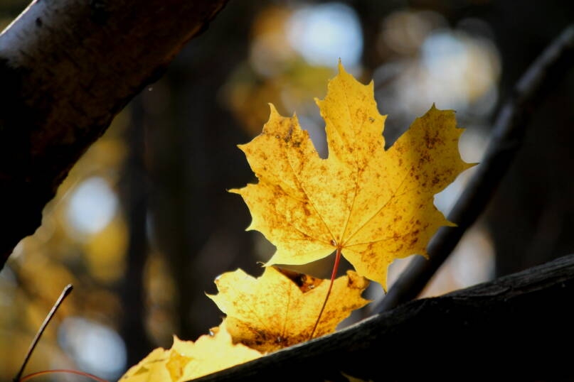 Tử vi 12 con giáp 3/12, tử vi 12 con giáp hôm nay 3/12, tử vi ngày 3/12, tử vi tuổi Tý, tử vi tuổi Dậu, vận trình công việc – tình duyên – tài lộc