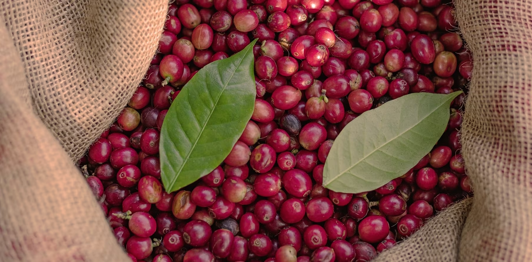 Giá cà phê 3/12/2025: Giá giảm, công thu hoạch tăng