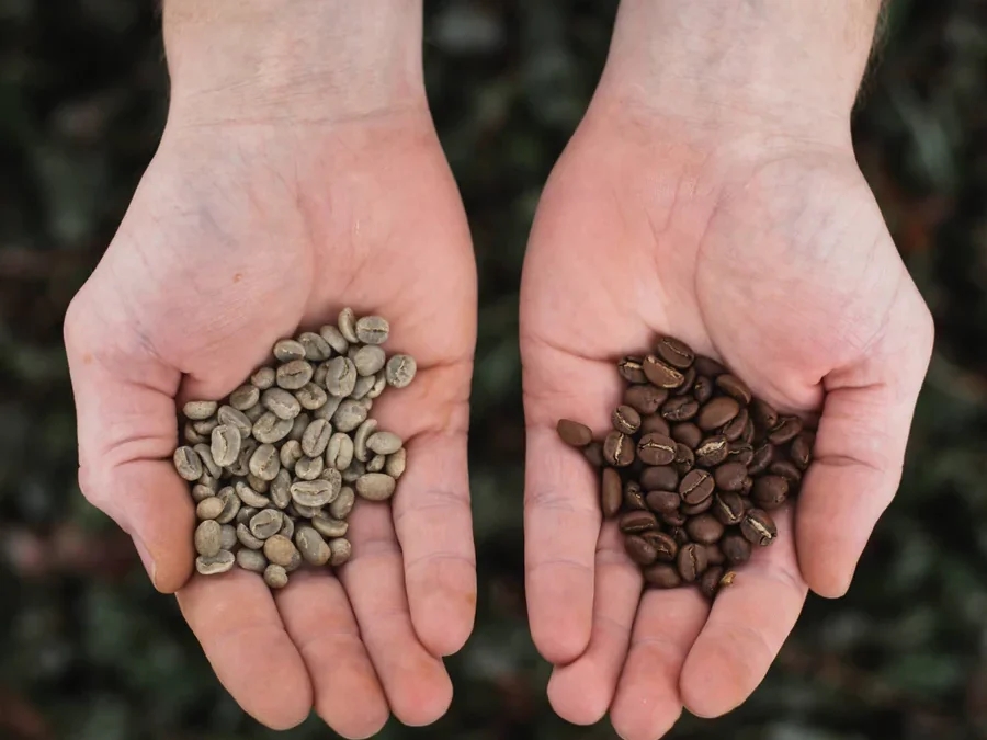 Giá cà phê 3/12/2025, Giá cà phê hôm nay 3/12, giá cà phê giảm, công hái cà phê, thu hoạch cà phê, thị trường cà phê Tây Nguyên