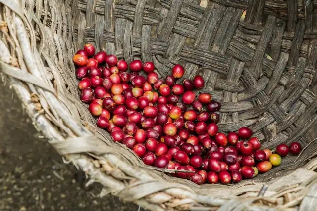 Giá cà phê 3/12/2025, Giá cà phê hôm nay 3/12, giá cà phê giảm, công hái cà phê, thu hoạch cà phê, thị trường cà phê Tây Nguyên