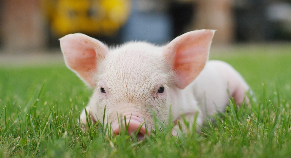 Dự báo giá heo hơi 4/12/2025: Dự báo vọt lên 58.000 đồng/kg