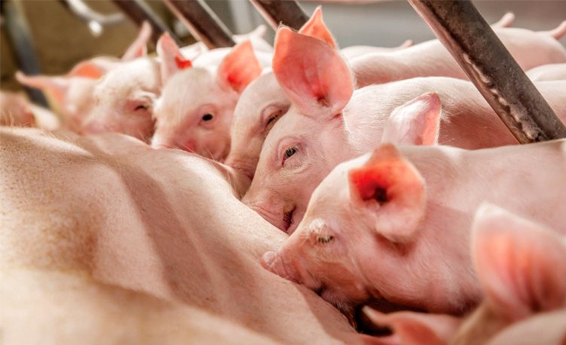 Dự báo giá heo hơi 4/12, dự báo giá heo hơi, heo hơi cuối năm, giá heo hơi 2025, thị trường heo hơi Việt Nam