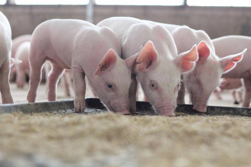 Dự báo giá heo hơi 4/12, dự báo giá heo hơi, heo hơi cuối năm, giá heo hơi 2025, thị trường heo hơi Việt Nam