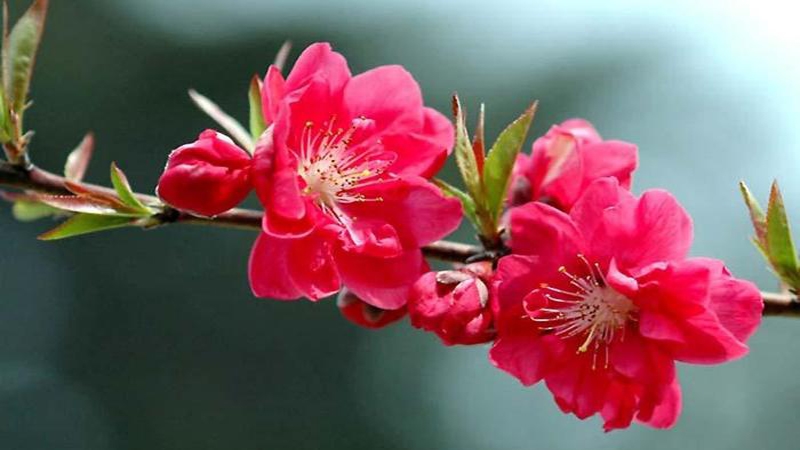 Tử vi 12 con giáp hôm nay 4/12, tử vi ngày 4/12/2025, tử vi tuổi Tý, tử vi tuổi Sửu, tử vi tuổi Mùi, tử vi tuổi Tuất