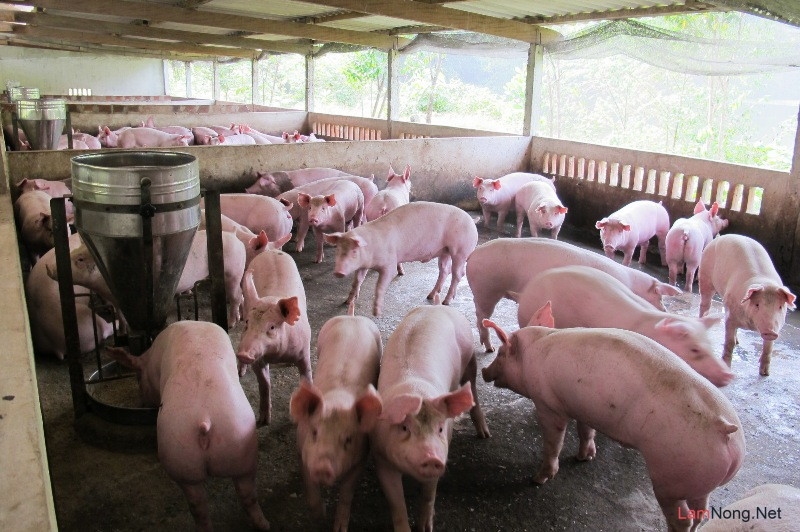 Dự báo giá heo hơi 5/12, Giá heo hơi 5/12/2025, dự báo giá heo hơigiá heo cuối năm, giá heo miền Bắc, giá heo miền Trung, giá heo miền Nam