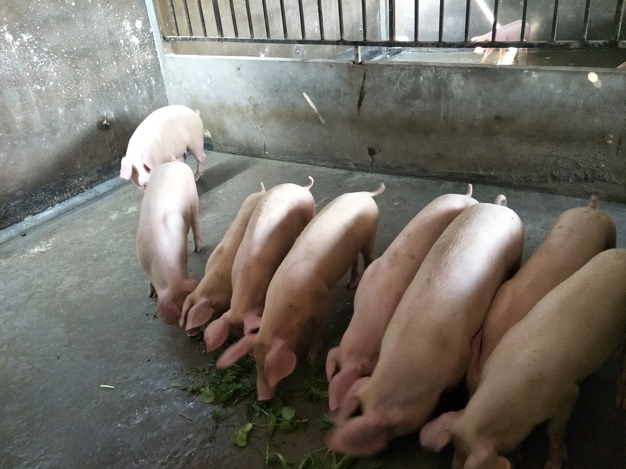 Dự báo giá heo hơi 5/12, Giá heo hơi 5/12/2025, dự báo giá heo hơigiá heo cuối năm, giá heo miền Bắc, giá heo miền Trung, giá heo miền Nam