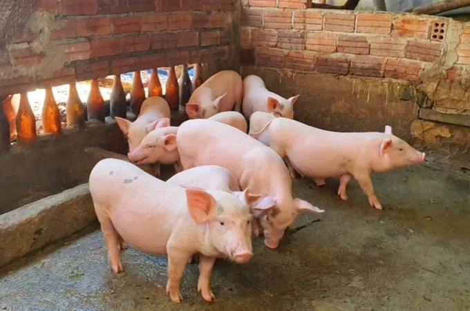 Giá heo hơi 4/12/2025: Áp sát 60.000 đồng/kg