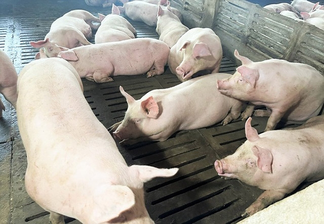 Giá heo hơi 4/12/2025, giá heo hơi hôm nay 4/12/2025, giá heo hơi, giá heo miền Bắc, giá heo miền Trung, giá heo miền Nam, thị trường heo hơi cuối năm