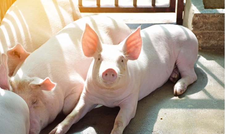 Giá heo hơi 4/12/2025, giá heo hơi hôm nay 4/12/2025, giá heo hơi, giá heo miền Bắc, giá heo miền Trung, giá heo miền Nam, thị trường heo hơi cuối năm