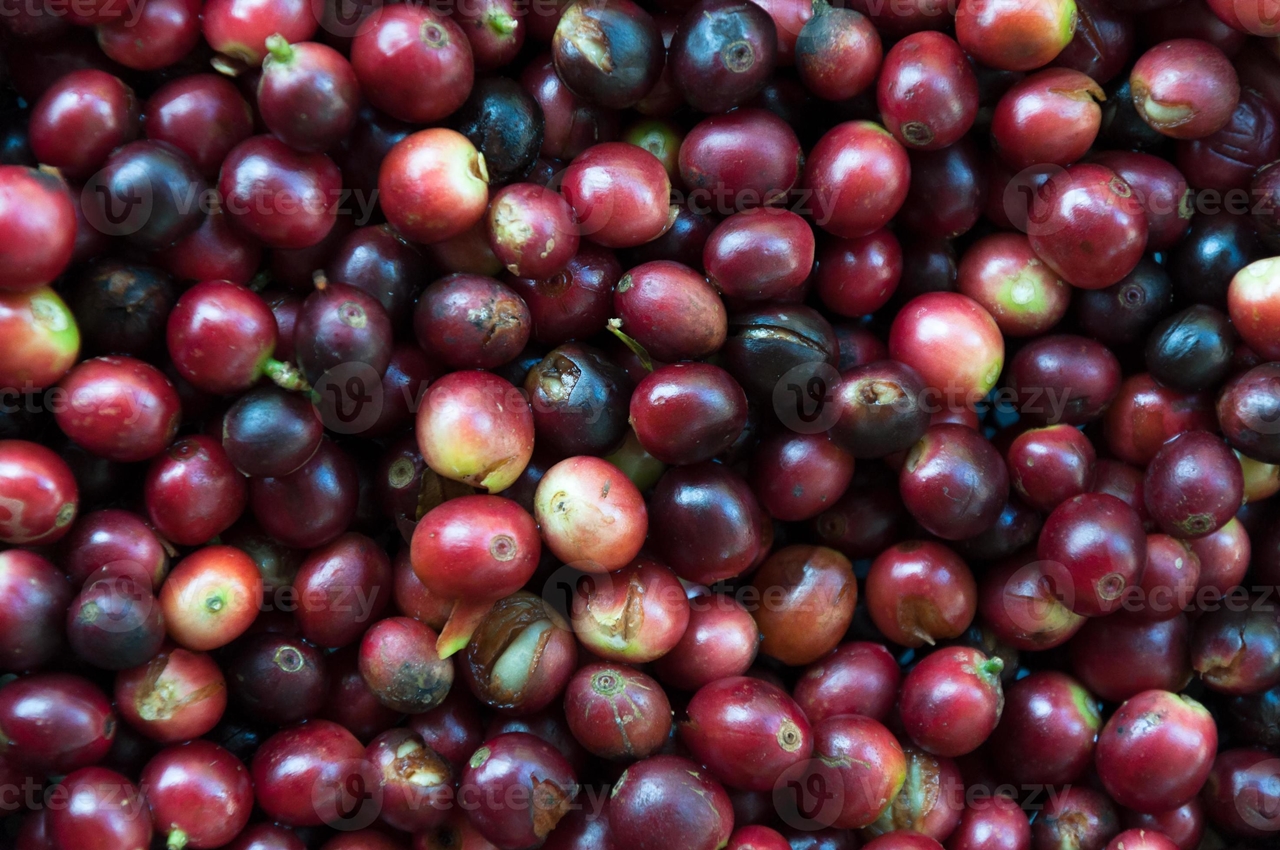 Giá cà phê 5/12/2025: Rơi xuống dưới 105.000 đồng/kg