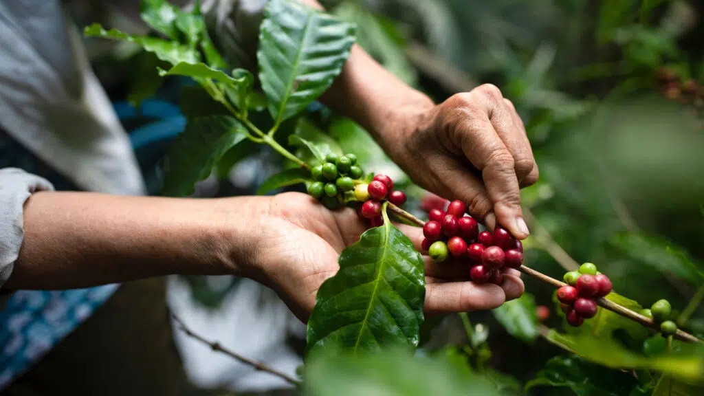 giá cà phê hôm nay, giá cà phê 5/12, giá cà phê Tây Nguyên, xuất khẩu cà phê 2025, thị trường cà phê