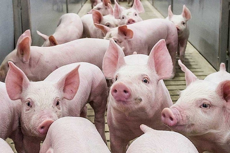 giá heo hơi hôm nay, heo hơi miền Bắc, heo hơi miền Trung, heo hơi miền Nam, thị trường heo cuối năm