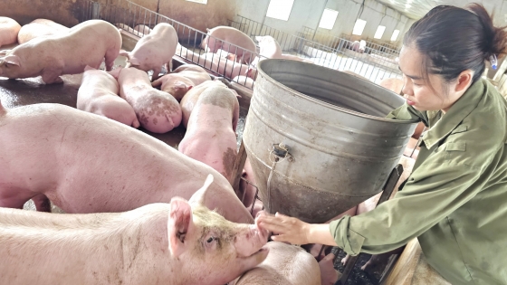 giá heo hơi 5/12/2025, giá heo hôm nay, giá heo miền Bắc, giá heo miền Trung, giá heo miền Nam, giá heo tăng mạnh, thị trường heo hơi cuối năm