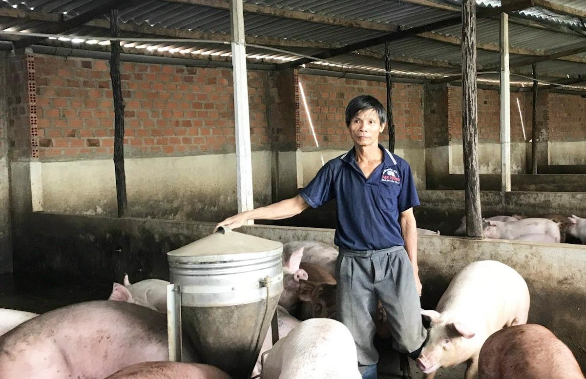 giá heo hơi 5/12/2025, giá heo hôm nay, giá heo miền Bắc, giá heo miền Trung, giá heo miền Nam, giá heo tăng mạnh, thị trường heo hơi cuối năm