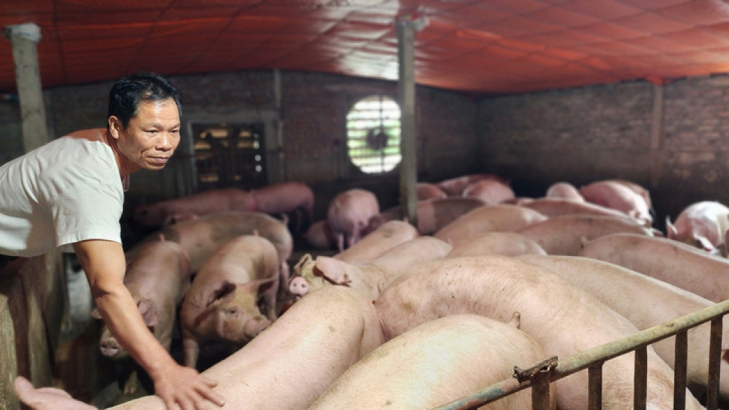 giá heo hơi 5/12/2025, giá heo hôm nay, giá heo miền Bắc, giá heo miền Trung, giá heo miền Nam, giá heo tăng mạnh, thị trường heo hơi cuối năm