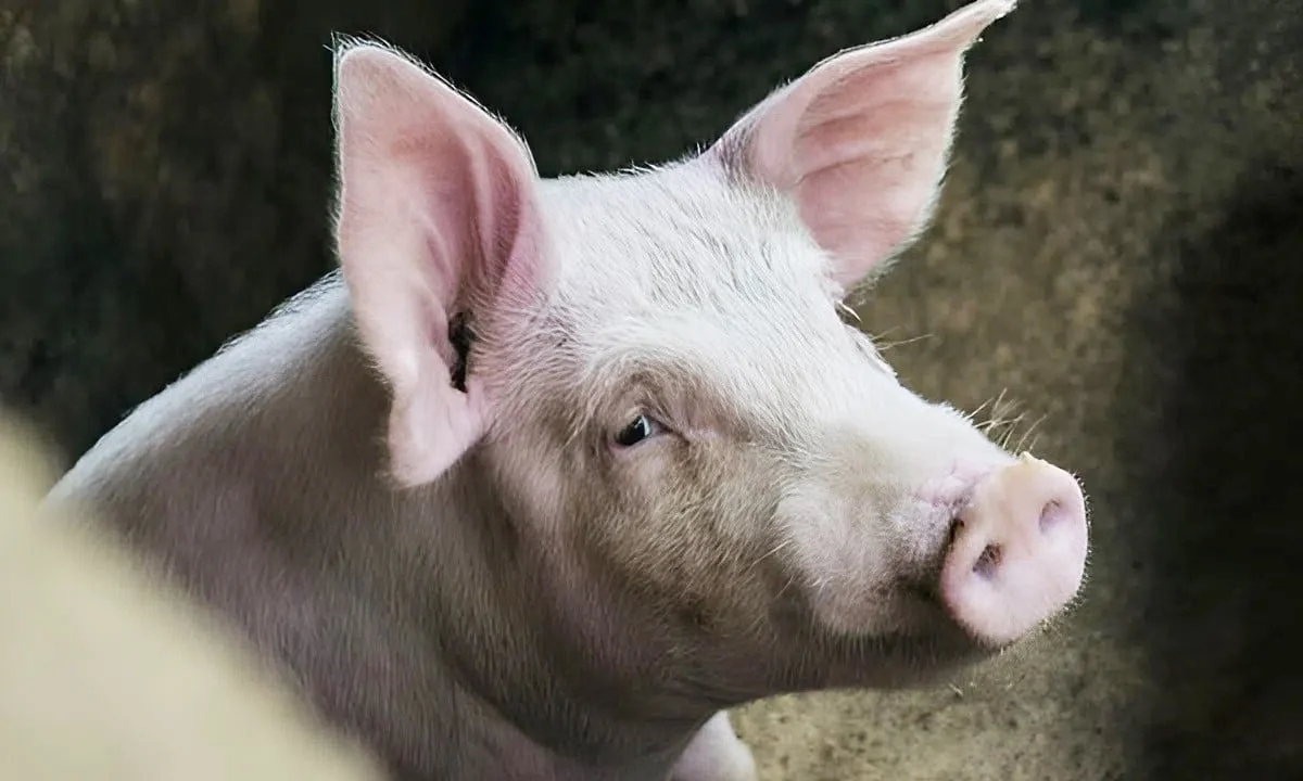 'Avatar 3' lọt top phim hay nhất năm Minh An Thứ sáu, 5/12/2025 11:59 (GMT+7)"Avatar 3" lọt vào danh sách phim hay nhất năm do AFI bình chọn dù chưa chính thức ra rạp. Tác phẩm của James Cameron được đánh giá cao ngay từ buổi chiếu sớm. Theo Hollywood Reporter, Viện Phim Mỹ (AFI) vừa công bố danh sách 10 phim điện ảnh xuất sắc nhất năm 2025, trong đó Avatar: Fire and Ash (tựa Việt: Avatar: Lửa và Tro tàn) gây chú ý khi góp mặt dù chưa phát hành rộng rãi.  Tác phẩm của đạo diễn James Cameron hiện mới chỉ được chiếu sớm cho giới phê bình và báo chí, nhưng đã nhận về những đánh giá tích cực, được mô tả là “bom tấn đỉnh cao” với kỹ xảo và cảm xúc vượt trội.  Theo AFI, các tác phẩm được lựa chọn dựa trên giá trị nghệ thuật và tầm ảnh hưởng trong năm, không phụ thuộc việc phim đã ra rạp bao lâu. Vì vậy, Avatar: Fire and Ash (dự kiến công chiếu toàn cầu vào ngày 19/12) vẫn đủ điều kiện xuất hiện trong danh sách.  Avatar 3 anh 1 Avatar: Fire and Ash sẽ kéo dài 3 tiếng 15 phút. Bên cạnh Avatar: Fire and Ash, top phim năm nay còn có Bugonia, Frankenstein, Hamnet, Jay Kelly, Marty Supreme, One Battle After Another, Sinners, Train Dreams và Wicked: For Good. AFI cho biết các tác phẩm sẽ được vinh danh tại lễ trao giải tổ chức ngày 9/1/2026 tại Los Angeles.  Việc lọt top trước cả khi phát hành rộng rãi cho thấy sức hút lớn của thương hiệu Avatar và mức kỳ vọng cao dành cho bom tấn mới nhất của James Cameron trong mùa phim cuối năm. Đây là phần thứ ba của loạt phim Avatar, tiếp nối câu chuyện sau The Way of Water.  Sau buổi chiếu đặc biệt, Avatar: Fire and Ash nhận được nhiều lời khen ngợi, được mô tả là “một màn trình diễn điện ảnh đỉnh cao”. Nhà phê bình Courtney Howard cho rằng phần 3 của Avatar là lời nhắc mạnh mẽ về lý do điện ảnh được sinh ra, khi James Cameron tiếp tục kể một câu chuyện sử thi hoành tráng bằng cảm xúc chân thật. Cây bút Perri Nemiroff của Collider cũng bày tỏ sự choáng ngợp trước thế giới Pandora.  Bên cạnh loạt lời khen, một số ý kiến cho rằng nội dung phần 3 chưa thực sự bùng nổ, dù hình ảnh và các pha hành động vẫn “ngoài sức tưởng tượng”.  Ở phần này, gia đình Jake Sully phải đối đầu với Varang – thủ lĩnh tộc Người Tro trên hành tinh Pandora. Dường như họ cũng từng là một bộ lạc thờ thần Eywa giống Omatikaya của Jake Sully và Neytiri.  Thế nhưng, vùng đất của Người Tro bị núi lửa thiêu rụi khiến họ mất niềm tin vào Eywa và trở nên đầy thù hận, hiếu chiến. Chính điều này đã biến Varang thành một phản diện đáng sợ khi ả phản bội lại đồng loại để về phe Đại tá Miles Quaritch trong cuộc chiến với người Na’vi.