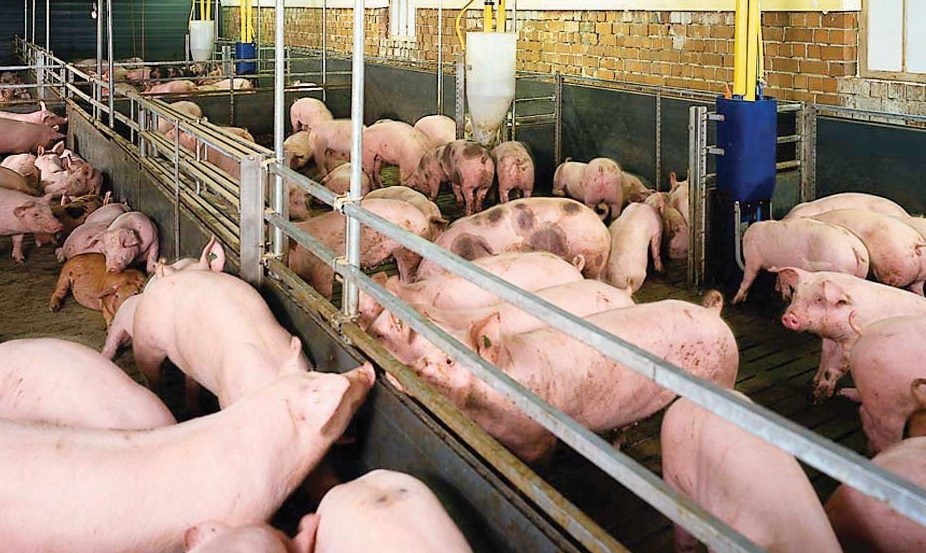 Giá heo hơi hôm nay 6/12, giá heo hơi 6/12/2025, giá heo hơi miền Bắc, giá heo hơi mới nhất, thị trường heo hơi cuối năm