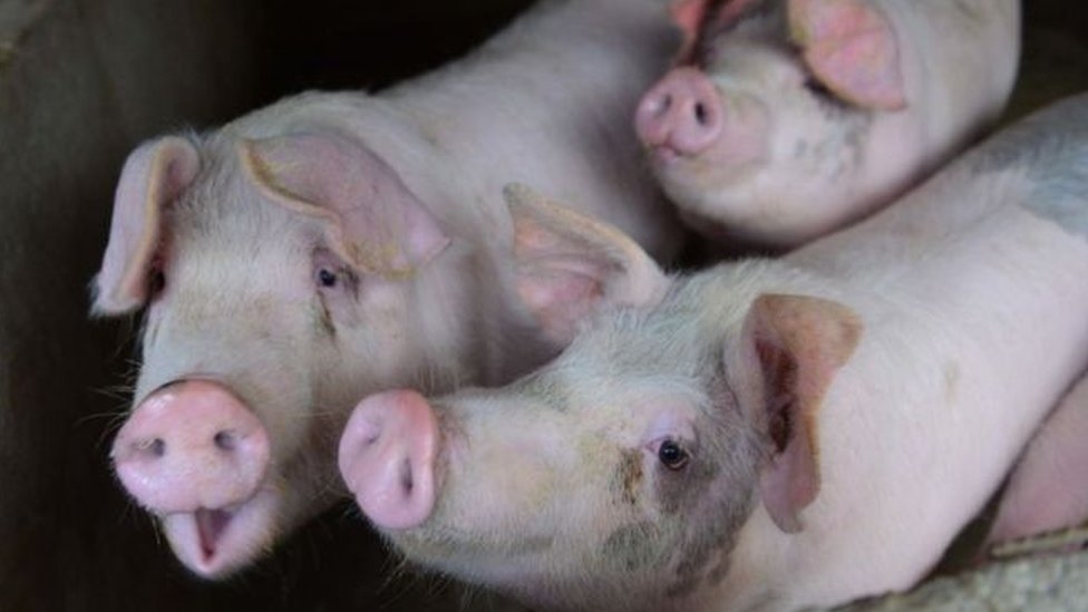 dịch tả lợn, Tây Ban Nha, rò rỉ phòng thí nghiệm, Catalonia, virus Georgia 2007, an toàn sinh học