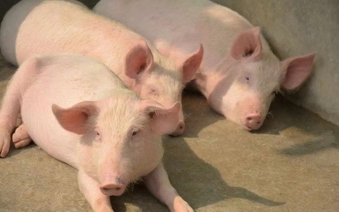 Chấn động: Tây Ban Nha nghi dịch tả lợn là do virus rò rỉ từ phòng thí nghiệm