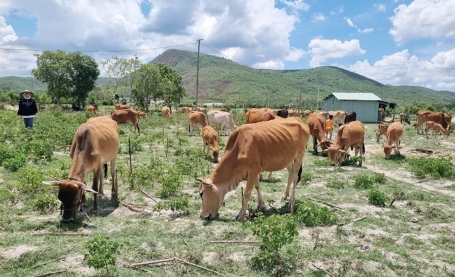 thiếu thú y cơ sở, Tây Gia Lai, dịch bệnh vật nuôi, chăn nuôi Gia Lai, viêm da nổi cục, IA Phí, Chư Sê, Phú Túc