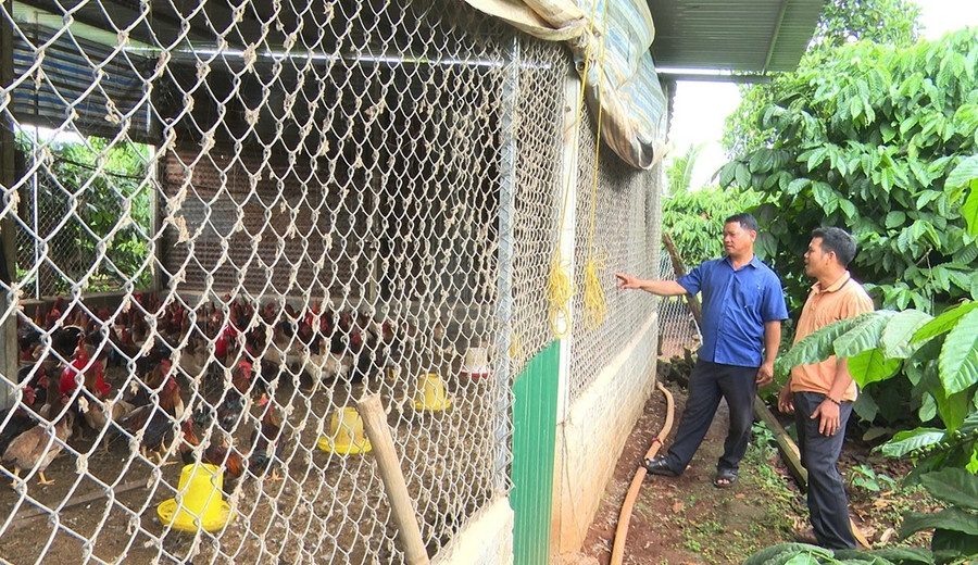 thiếu thú y cơ sở, Tây Gia Lai, dịch bệnh vật nuôi, chăn nuôi Gia Lai, viêm da nổi cục, IA Phí, Chư Sê, Phú Túc