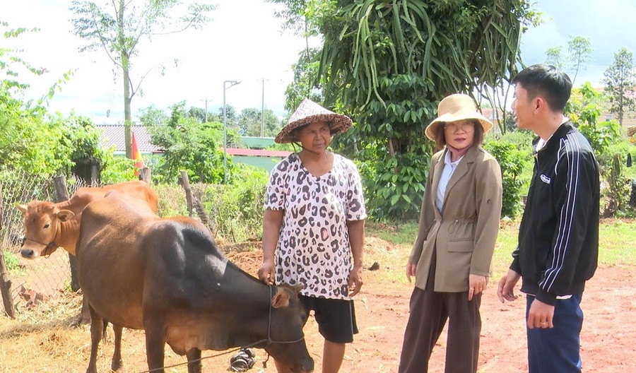 Thiếu thú y cơ sở ở Tây Gia Lai: Khoảng trống lớn đe dọa an toàn đàn vật nuôi