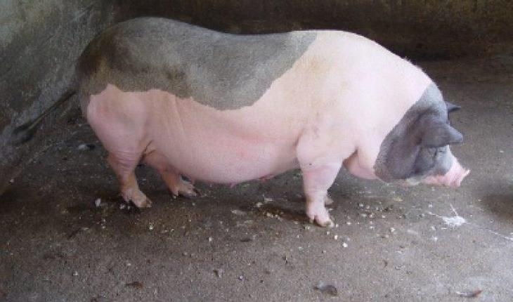 Dự báo giá heo hơi 8/12/2025, giá heo hơi 8/12, dự báo giá heo hơi, giá heo cuối năm, 63.000 đồng/kg, thị trường heo hơi Việt Nam