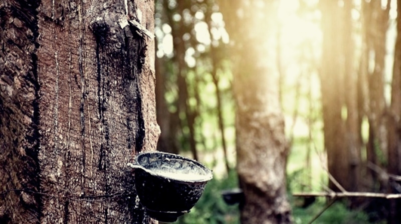 Giá cao su 7/12/2025: Bật tăng trở lại