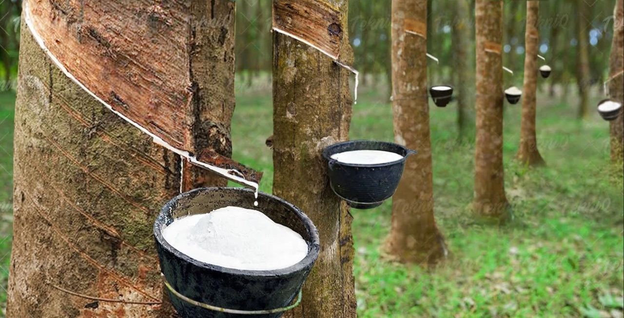 Giá cao su 7/12/2025, giá cao su hôm nay, giá cao su thế giới, giá cao su 7/12, giá cao su trong nước, thị trường cao su