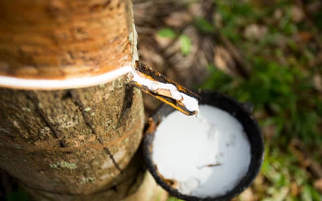 Giá cao su 7/12/2025, giá cao su hôm nay, giá cao su thế giới, giá cao su 7/12, giá cao su trong nước, thị trường cao su