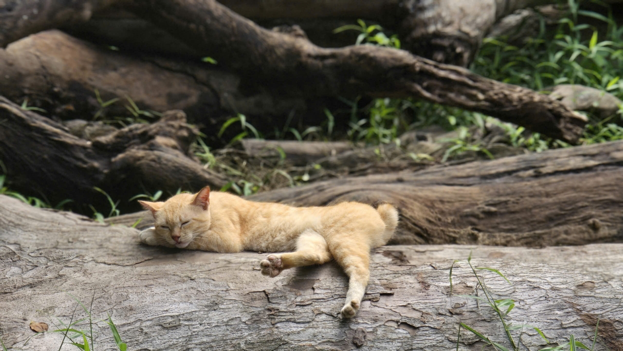 Bộ ảnh idol mèo Mika