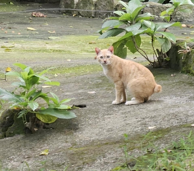 ảnh mèo Mika, idol Mika, Thảo Cầm Viên, ảnh Mika đẹp