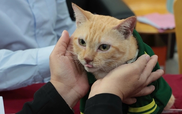 ảnh mèo Mika, idol Mika, Thảo Cầm Viên, ảnh Mika đẹp