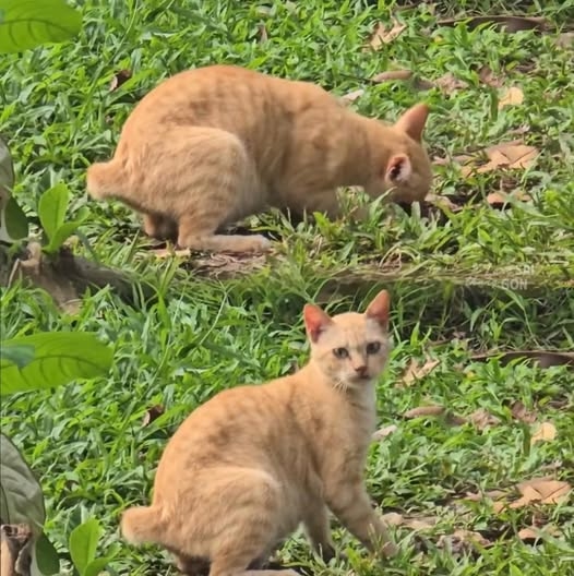 ảnh mèo Mika, idol Mika, Thảo Cầm Viên, ảnh Mika đẹp