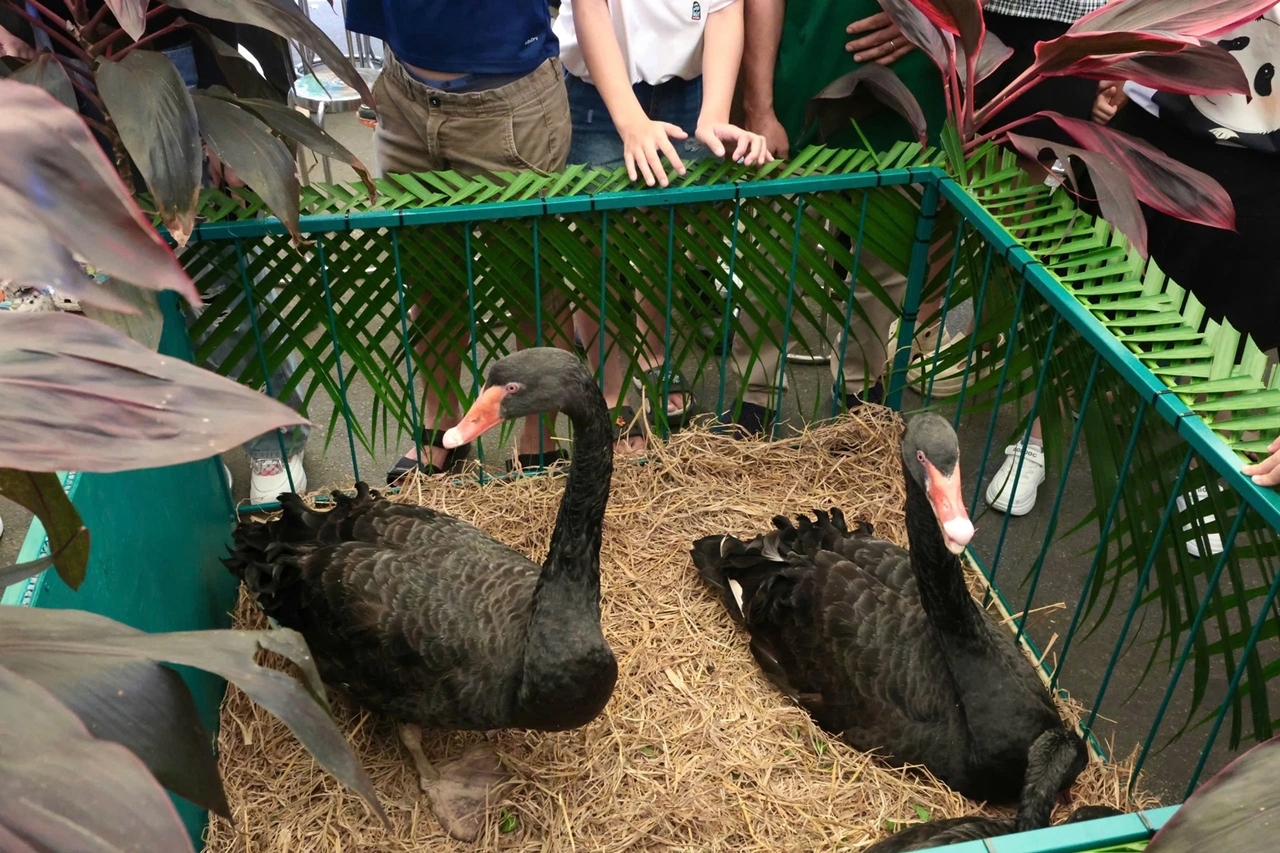 fan meeting Mika, Thảo Cầm Viên, mèo Mika, idol Zoobiz, sự kiện động vật