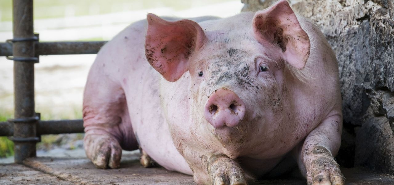 Giá heo hơi hôm nay 7/12, giá heo hơi mới nhất, giá heo hơi miền Bắc, giá heo hơi miền Trung, giá heo hơi miền Nam