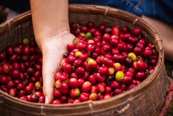 Giá cà phê 7/12/2025: Xuất hiện tín hiệu tích cực