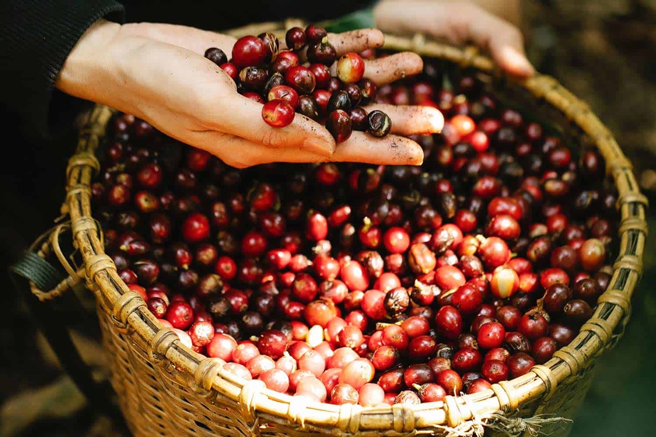 Giá cà phê 7/12/2025, Giá cà phê hôm nay 7/12, giá cà phê mới nhất, giá cà phê Tây Nguyên, giá cà phê Robusta, xuất khẩu cà phê chế biến