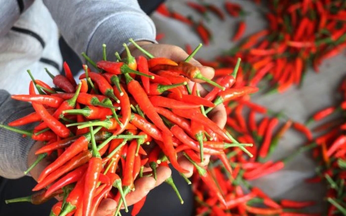 giá ớt tươi, ớt chỉ thiên, giá rau xanh TP.HCM, thị trường nông sản TP.HCM, giá ớt 160.000 đồng/kg