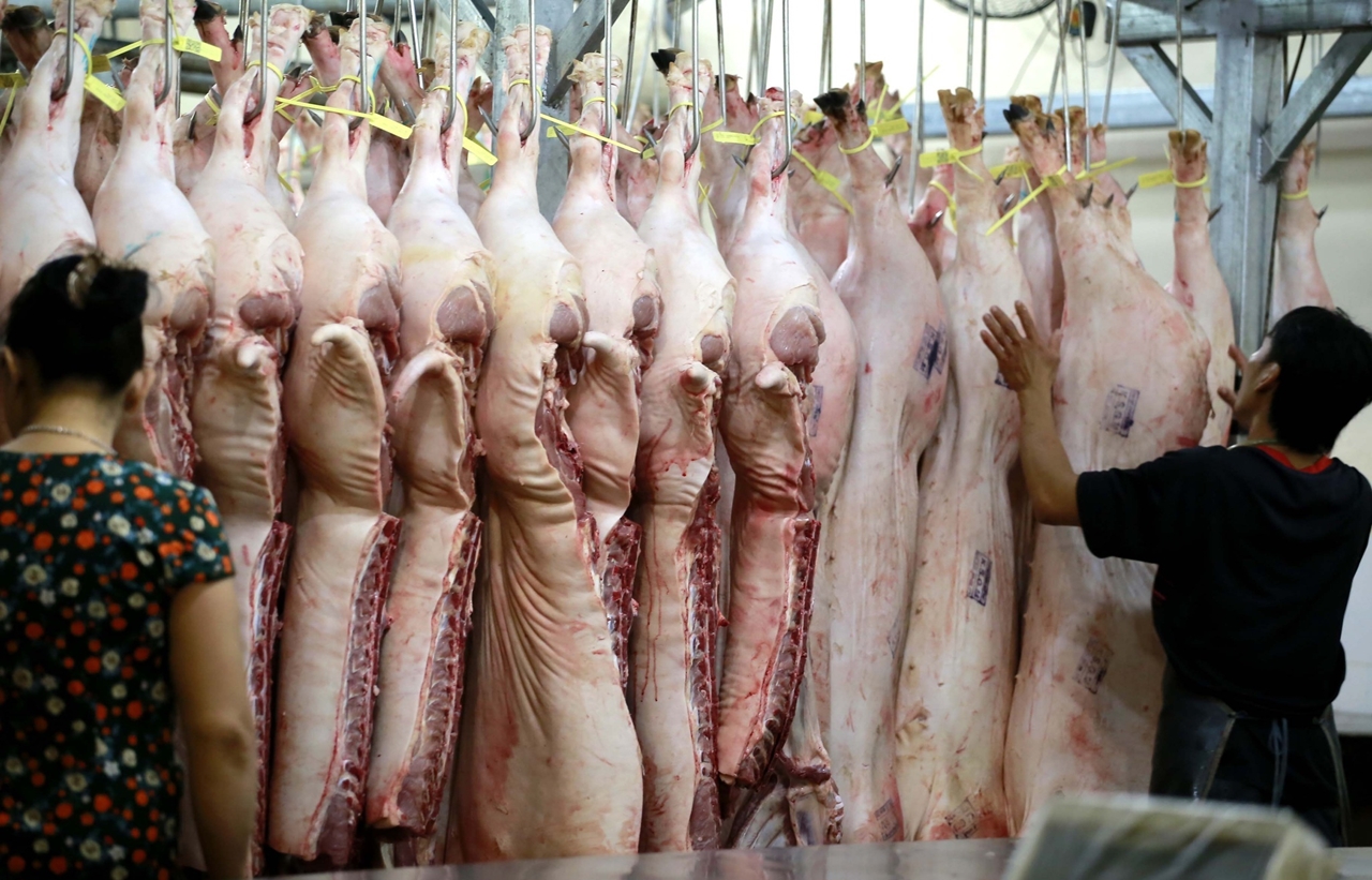 Hơn 1,23 triệu con bị tiêu hủy, giá thịt lợn Tết 2026 có thể tăng cao