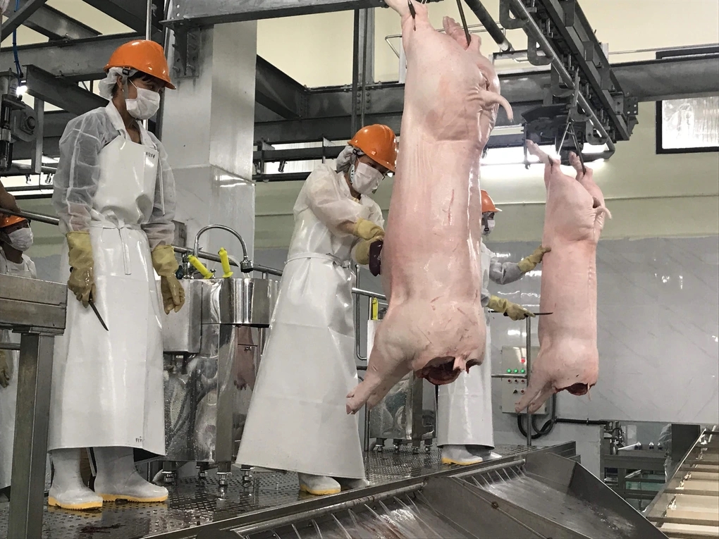 Giá lợn hơi, giá thịt lợn Tết 2026, dịch tả lợn châu Phi, nguồn cung thịt lợn, giá lợn hơi hôm nay