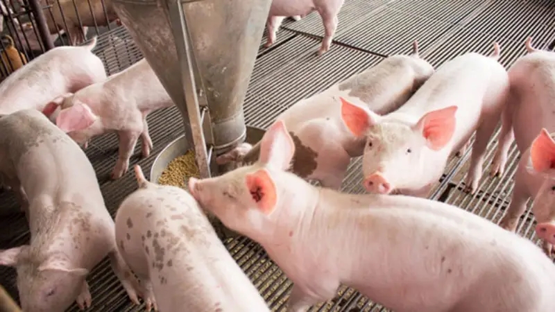 Dự báo giá heo hơi 10/12/2025: Có thể giảm nhẹ tiếp tục