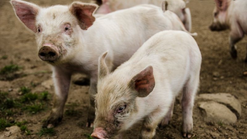 Giá heo hơi, giá heo hơi ngày 10/12, dự báo giá heo hơi, giá heo hơi hôm nay, thị trường heo hơi