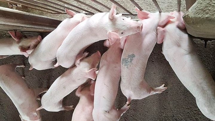 Giá heo hơi 9/12/2025: Quay đầu giảm nhẹ sau chuỗi ngày tăng mạnh