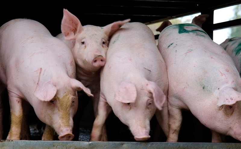 Giá heo hơi 9/12/2025, giá heo hơi hôm nay, giá heo hơi 9/12, giá heo hơi miền Bắc, giá heo hơi miền Trung, giá heo hơi miền Nam, thị trường heo hơi