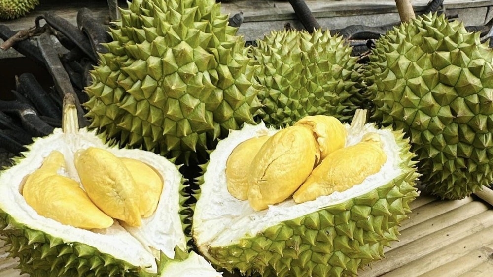 giá sầu riêng Ri6, giá sầu riêng Monthong, giá sầu riêng nghịch vụ, xuất khẩu sầu riêng Trung Quốc, giá sầu riêng miền Tây