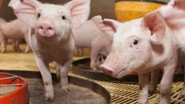 giá heo hơi hôm nay, giá heo hơi 10/12, giá heo hơi miền Bắc, giá heo hơi miền Nam, giá heo hơi miền Trung, dự báo giá heo hơi cuối năm